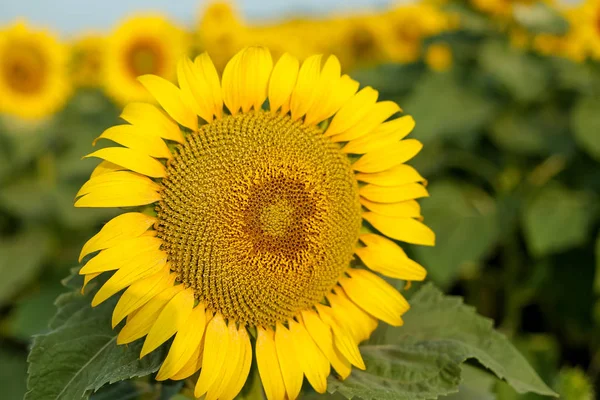 Vackra Sol Rosor Trädgård Bakgrund Fält Gula Soliga Blommor Jordbruk — Stockfoto