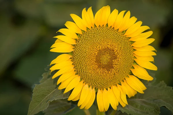 Vackra Sol Rosor Trädgård Bakgrund Fält Gula Soliga Blommor Jordbruk — Stockfoto