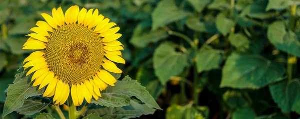 Beautiful Sunflowers Garden Background Field Yellow Sunny Flowers Agriculture Field — Stock Photo, Image