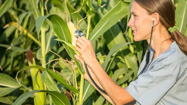 健康的有机食品理念 专业人员在制服作为医生检查玉米棒在外地 — 图库照片