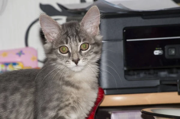 Güzellik Masya. Evcil hayvanım. Kedi