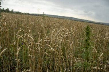 Buğday filizi. Gelecek ekmek
