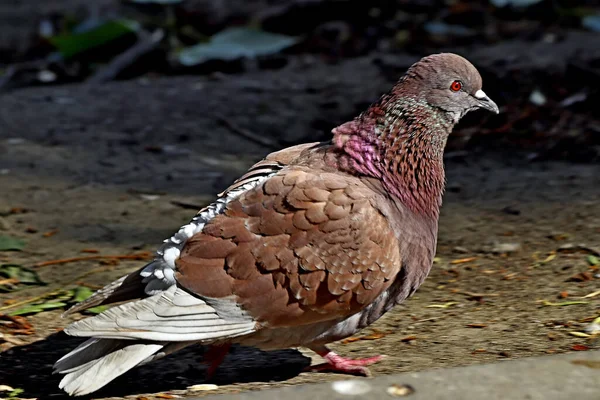 Güneşli bir günde, ağaçlar açar, ayva, çimenlerde çiçekler, kırmızı, sarı ve ozan, insanlar köpeklerle yürür, kuşlar çimenlerde toplanır, ördekler ve martılar yüzer, serçeler güneşte güneşlenir, çok sayıda arı, sinek, çiçek üzerinde böcekler vardır.