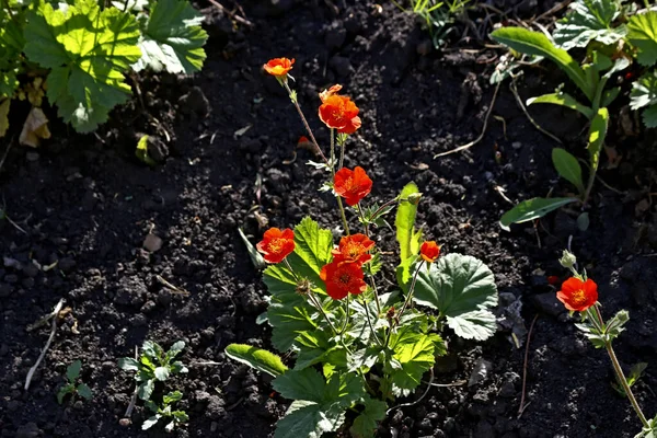 Dia Ensolarado Árvores Florescem Marmelo Flores Gramados Vermelho Amarelo Bardo — Fotografia de Stock