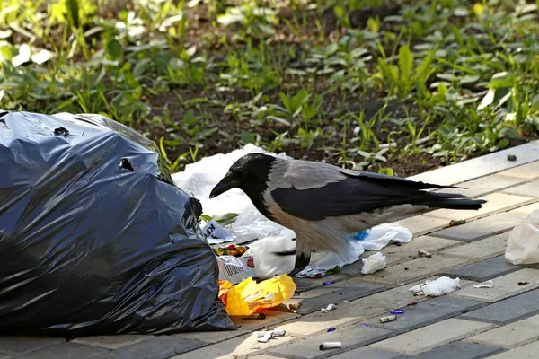 晴れた日には 木が咲き 芝生の上の花 人々は犬と歩く 鳥は芝生の上に集まり アヒルやカモメは泳ぐ 太陽の下で雀は 多くの蜂 花の昆虫があります ストックフォト