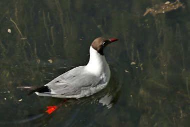 Güneşli bir günde, ağaçlar açar, ayva, çimenlerde çiçekler, kırmızı, sarı ve ozan, insanlar köpeklerle yürür, kuşlar çimenlerde toplanır, ördekler ve martılar yüzer, serçeler güneşte güneşlenir, çok sayıda arı, sinek, çiçek üzerinde böcekler vardır.