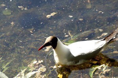 Güneşli bir günde, ağaçlar açar, ayva, çimenlerde çiçekler, kırmızı, sarı ve ozan, insanlar köpeklerle yürür, kuşlar çimenlerde toplanır, ördekler ve martılar yüzer, serçeler güneşte güneşlenir, çok sayıda arı, sinek, çiçek üzerinde böcekler vardır.