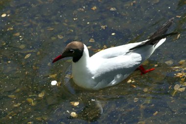 Güneşli bir günde, ağaçlar açar, ayva, çimenlerde çiçekler, kırmızı, sarı ve ozan, insanlar köpeklerle yürür, kuşlar çimenlerde toplanır, ördekler ve martılar yüzer, serçeler güneşte güneşlenir, çok sayıda arı, sinek, çiçek üzerinde böcekler vardır.
