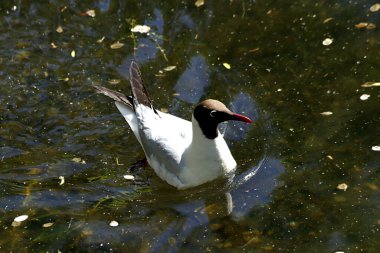 Güneşli bir günde, ağaçlar açar, ayva, çimenlerde çiçekler, kırmızı, sarı ve ozan, insanlar köpeklerle yürür, kuşlar çimenlerde toplanır, ördekler ve martılar yüzer, serçeler güneşte güneşlenir, çok sayıda arı, sinek, çiçek üzerinde böcekler vardır.