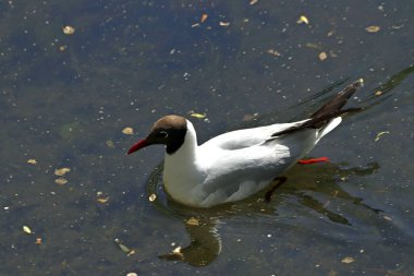 Güneşli bir günde, ağaçlar açar, ayva, çimenlerde çiçekler, kırmızı, sarı ve ozan, insanlar köpeklerle yürür, kuşlar çimenlerde toplanır, ördekler ve martılar yüzer, serçeler güneşte güneşlenir, çok sayıda arı, sinek, çiçek üzerinde böcekler vardır.