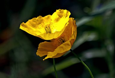 Güneşli bir günde, ağaçlar açar, ayva, çimenlerde çiçekler, kırmızı, sarı ve ozan, insanlar köpeklerle yürür, kuşlar çimenlerde toplanır, ördekler ve martılar yüzer, serçeler güneşte güneşlenir, çok sayıda arı, sinek, çiçek üzerinde böcekler vardır.