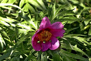 Güneşli bir günde, ağaçlar açar, ayva, çimenlerde çiçekler, kırmızı, sarı ve ozan, insanlar köpeklerle yürür, kuşlar çimenlerde toplanır, ördekler ve martılar yüzer, serçeler güneşte güneşlenir, çok sayıda arı, sinek, çiçek üzerinde böcekler vardır.