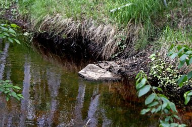 Güneşli bir günde, ağaçlar açar, ayva, çimenlerde çiçekler, kırmızı, sarı ve ozan, insanlar köpeklerle yürür, kuşlar çimenlerde toplanır, ördekler ve martılar yüzer, serçeler güneşte güneşlenir, çok sayıda arı, sinek, çiçek üzerinde böcekler vardır.