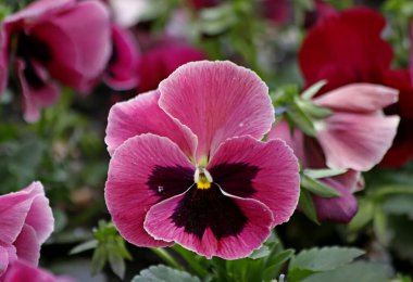 Güneşli bir günde, ağaçlar açar, ayva, çimenlerde çiçekler, kırmızı, sarı ve ozan, insanlar köpeklerle yürür, kuşlar çimenlerde toplanır, ördekler ve martılar yüzer, serçeler güneşte güneşlenir, çok sayıda arı, sinek, çiçek üzerinde böcekler vardır.