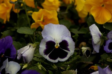 Güneşli bir günde, ağaçlar açar, ayva, çimenlerde çiçekler, kırmızı, sarı ve ozan, insanlar köpeklerle yürür, kuşlar çimenlerde toplanır, ördekler ve martılar yüzer, serçeler güneşte güneşlenir, çok sayıda arı, sinek, çiçek üzerinde böcekler vardır.