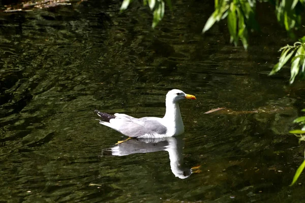 晴れた日には 木が咲き 芝生の上の花 人々は犬と歩く 鳥は芝生の上に集まり アヒルやカモメは泳ぐ 太陽の下で雀は 多くの蜂 花の昆虫があります — ストック写真