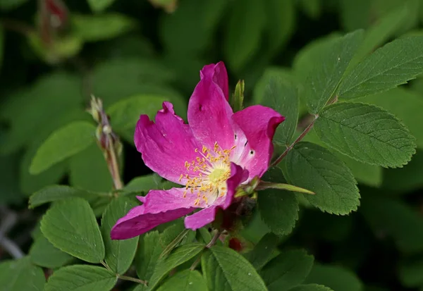 Een Zonnige Dag Bomen Bloeien Kweepeer Bloemen Gazons Rood Geel — Stockfoto