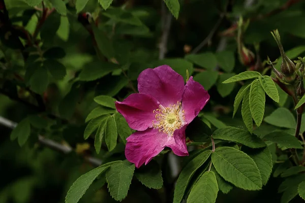 Sunny Day Trees Bloom Quince Flowers Lawns Red Yellow Bard — Stock Photo, Image