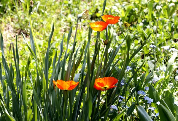 Einem Sonnigen Tag Blühen Bäume Quitten Blumen Auf Dem Rasen — Stockfoto