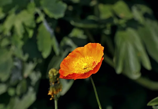 Egy Napsütéses Napon Fák Nyílnak Birsalma Virágok Pázsiton Vörös Sárga — Stock Fotó