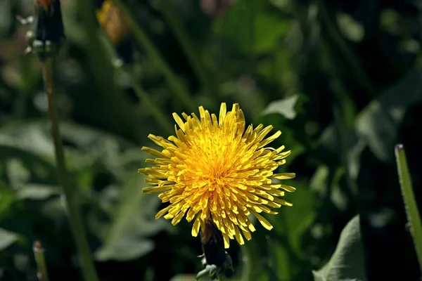 Solig Dag Blommar Träd Kvitten Blommor Gräsmattor Rött Gult Och — Stockfoto