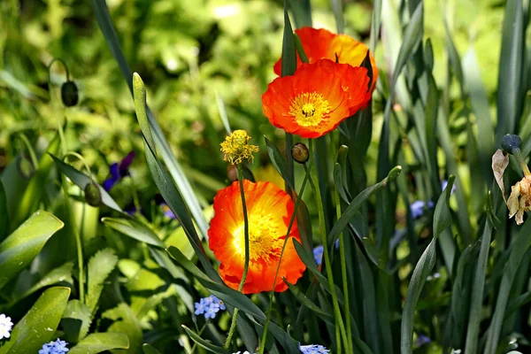 Einem Sonnigen Tag Blühen Bäume Quitten Blumen Auf Dem Rasen — Stockfoto