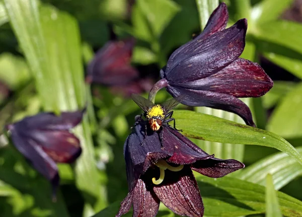 Dia Ensolarado Árvores Florescem Marmelo Flores Gramados Vermelho Amarelo Bardo — Fotografia de Stock