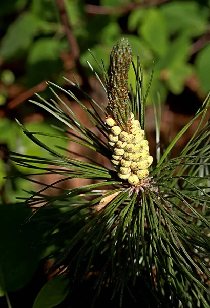 Einem Sonnigen Tag Blühen Bäume Quitten Blumen Auf Dem Rasen — Stockfoto