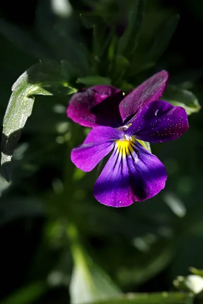 Solskinnsdag Blomstrer Trær Kvakksalver Blomster Plener Røde Gule Barske Mennesker – stockfoto