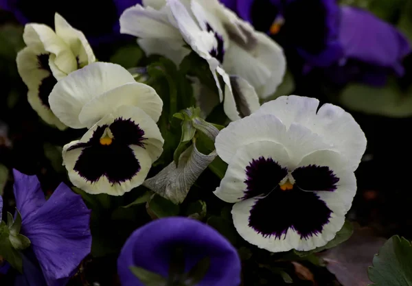 Par Une Journée Ensoleillée Les Arbres Fleurissent Coing Les Fleurs — Photo