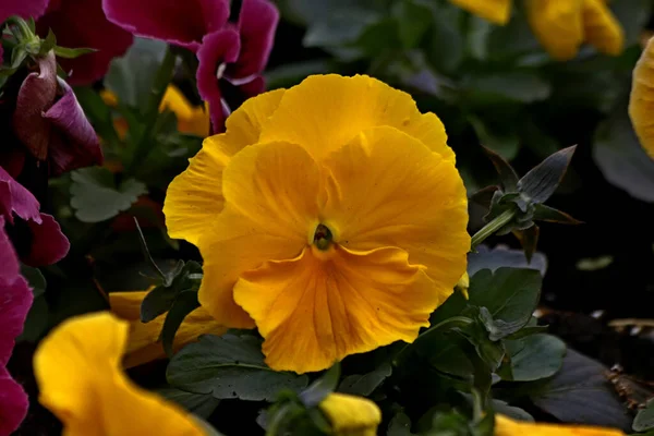 Día Soleado Los Árboles Florecen Membrillo Flores Césped Rojo Amarillo —  Fotos de Stock