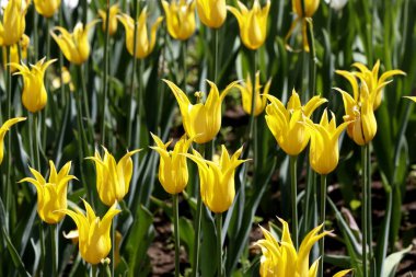 Parkta ekilen laleler sarı, kırmızı, beyaz, turuncu, leylak, kestane, mor ve sarı süsen çiçekleri