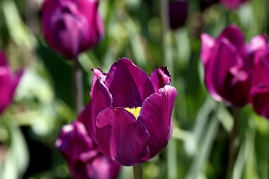 Parkta ekilen laleler sarı, kırmızı, beyaz, turuncu, leylak, kestane, mor ve sarı süsen çiçekleri