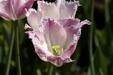 Parkta ekilen laleler sarı, kırmızı, beyaz, turuncu, leylak, kestane, mor ve sarı süsen çiçekleri