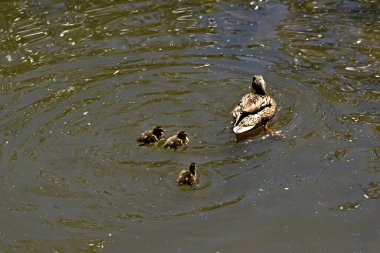 Gölün kıyısında su ve taşlı güzel manzaralar vardır, ördekli ördekler, martılar ve yusufçuklar suda yüzer, çiçekler ve çalılarla dolu güzel kayalar.