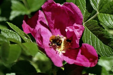 Parkta ekilen laleler sarı, kırmızı, beyaz, turuncu, leylak, kestane, mor ve sarı süsen çiçekleri