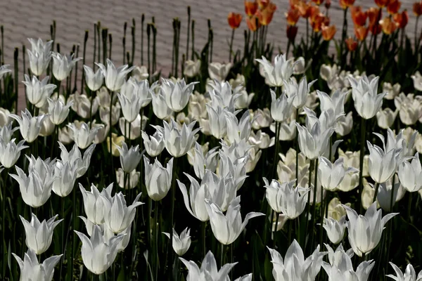 In the Park planted tulips yellow red, white, orange, lilac, maroon, purple and yellow irises