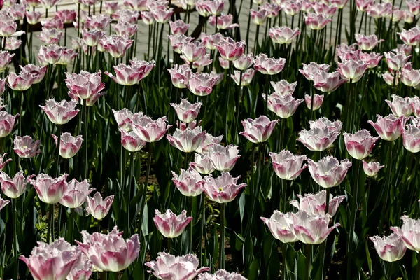 Dans Parc Planté Tulipes Jaune Rouge Blanc Orange Lilas Marron — Photo