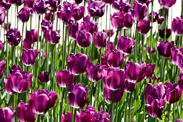 Parque Plantado Tulipas Amarelas Vermelho Branco Laranja Lilás Marrom Íris — Fotografia de Stock