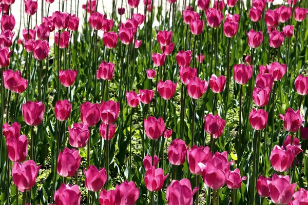 Parque Plantado Tulipas Amarelas Vermelho Branco Laranja Lilás Marrom Íris — Fotografia de Stock