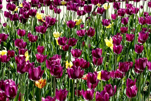 Het Park Geplant Tulpen Geel Rood Wit Oranje Lila Kastanjebruin — Stockfoto
