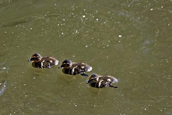 Ufer Des Sees Gibt Wunderschöne Landschaften Mit Wasser Und Steinen — Stockfoto