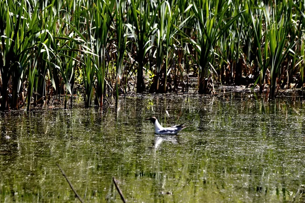 Orilla Del Lago Hay Hermosos Paisajes Con Agua Piedras Patos — Foto de Stock
