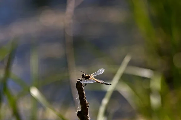 Sur Rive Lac Beaux Paysages Avec Eau Des Pierres Des — Photo