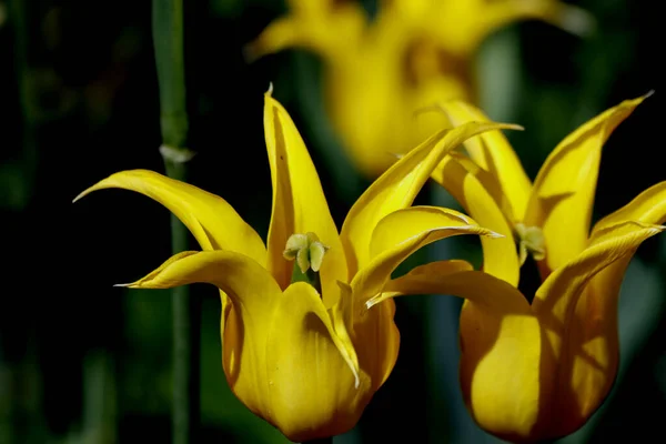 Het Park Geplant Tulpen Geel Rood Wit Oranje Lila Kastanjebruin — Stockfoto