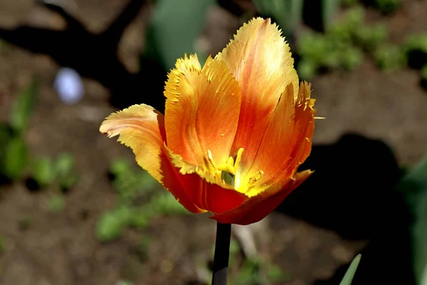 Het Park Geplant Tulpen Geel Rood Wit Oranje Lila Kastanjebruin — Stockfoto