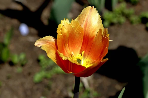 Parque Plantado Tulipas Amarelas Vermelho Branco Laranja Lilás Marrom Íris — Fotografia de Stock