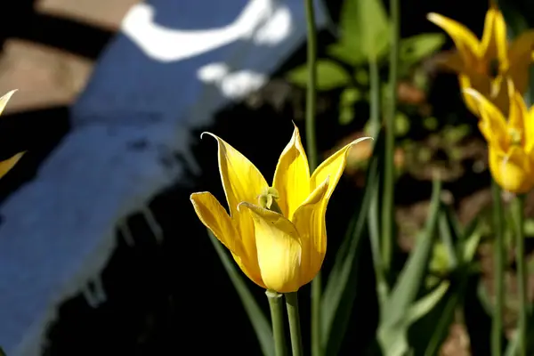 Het Park Geplant Tulpen Geel Rood Wit Oranje Lila Kastanjebruin — Stockfoto