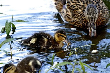 Gölün kıyısında su ve taşlı güzel manzaralar vardır, ördekli ördekler, martılar ve yusufçuklar suda yüzer, çiçekler ve çalılarla dolu güzel kayalar.