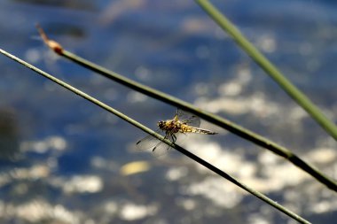 Gölün kıyısında su ve taşlı güzel manzaralar vardır, ördekli ördekler, martılar ve yusufçuklar suda yüzer, çiçekler ve çalılarla dolu güzel kayalar.